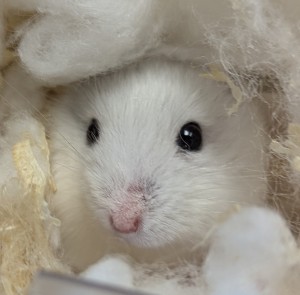 Photo nacs HAMSTER